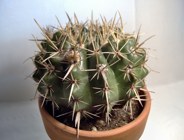 Parodia mammulosa 