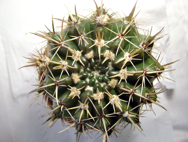 Parodia mammulosa 