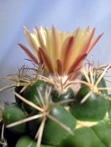 Coryphantha andreae 