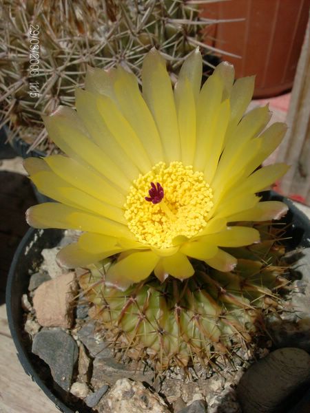 Parodia buiningii 