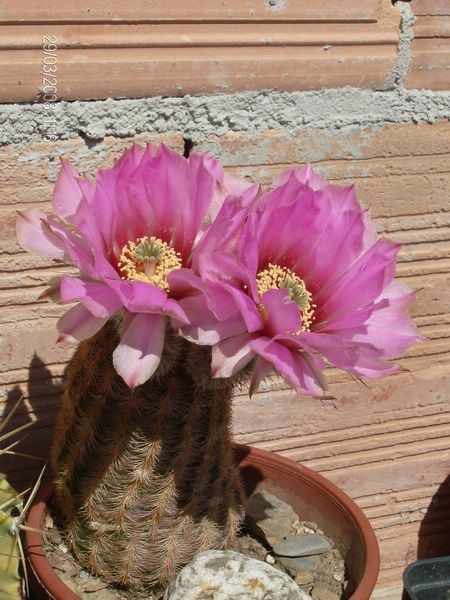 Echinocereus  reichenbachii 