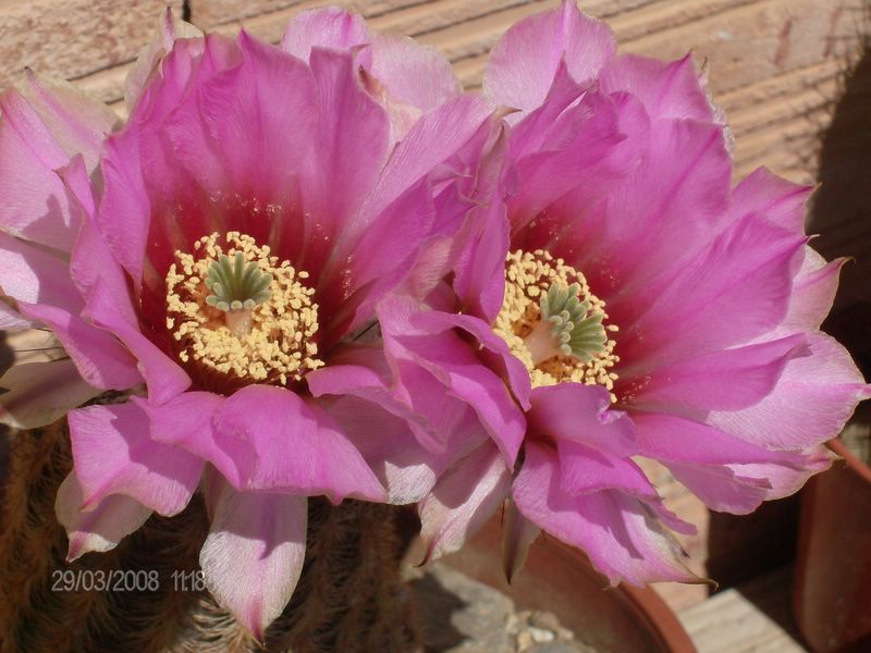 Echinocereus reichenbachii 