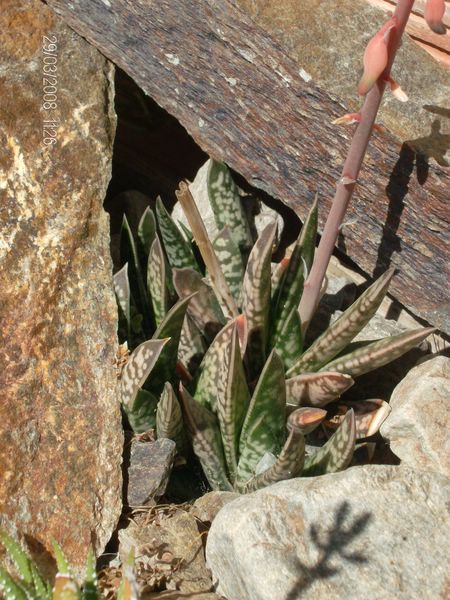 Gasteria bicolor v. liliputana 