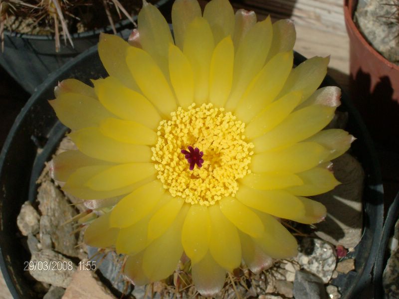 Parodia buiningii 