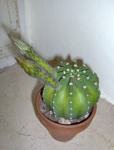 Echinopsis subdenudata 