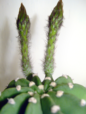 Echinopsis subdenudata 