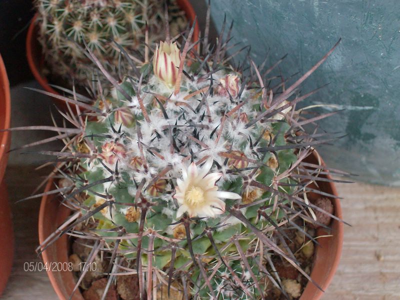 Mammillaria saint-pieana 