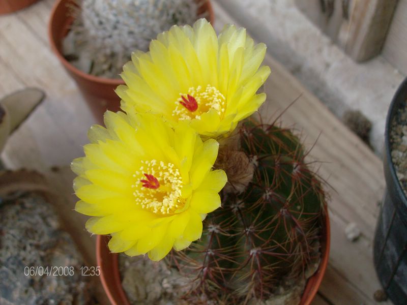 Notocactus ottonis 