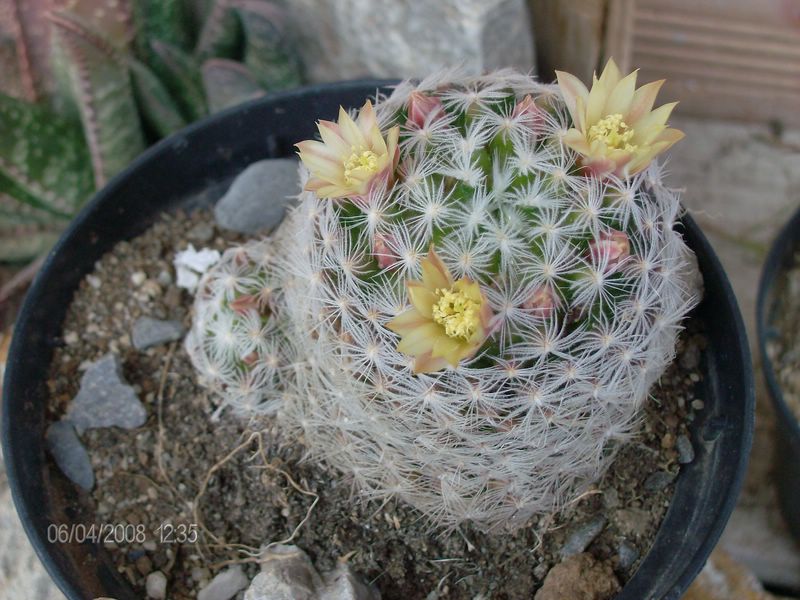 Mammillaria nana ssp. duwei 