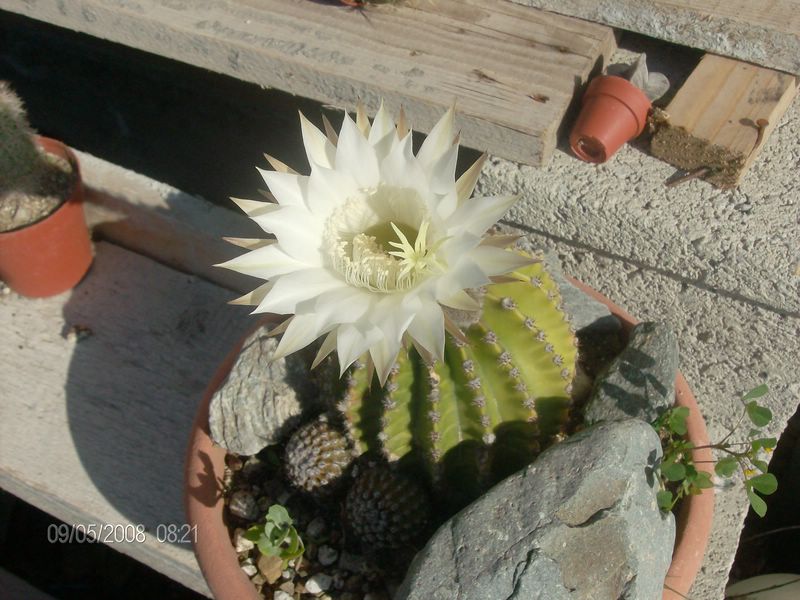 Echinopsis eyriesii 