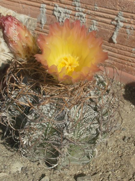 Astrophytum capricorne cv. crassispinoides 