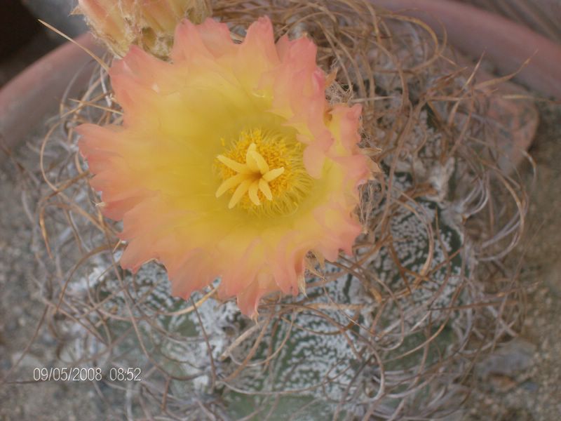 Astrophytum capricorne cv. crassispinoides 