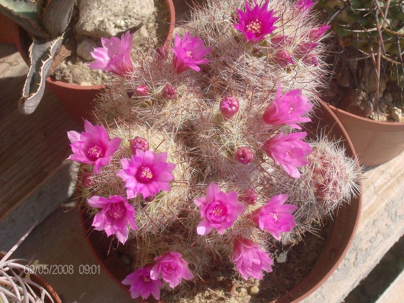 Mammillaria zeilmanniana 