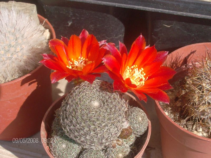 Rebutia heliosa 