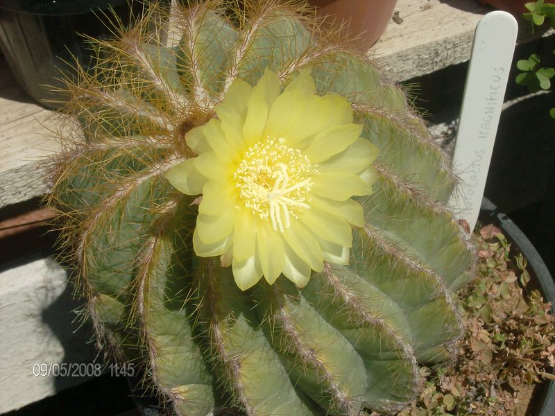 Parodia magnifica 