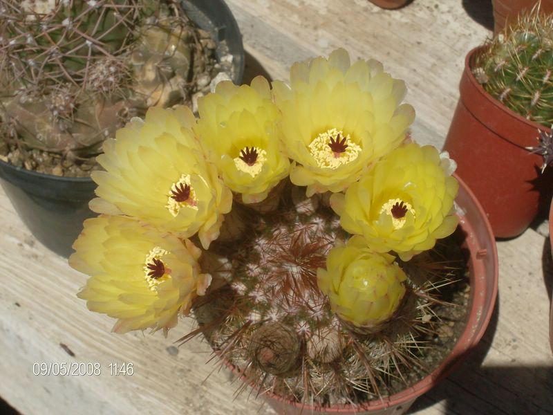 Notocactus schlosseri 