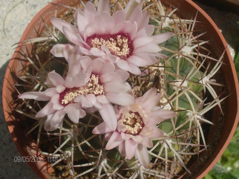 Gymnocalycium pflanzii 