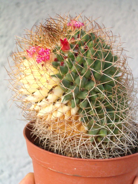 Mammillaria polythele 