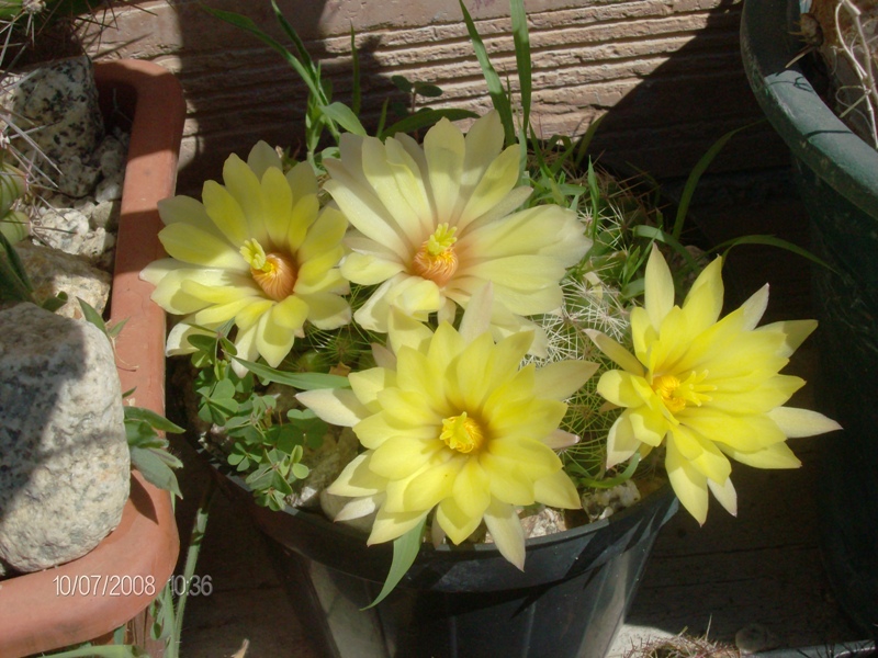 Mammillaria sphaerica 
