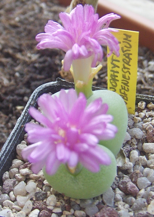 conophytum subfenestratum