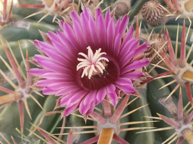 Ferocactus latispinus 