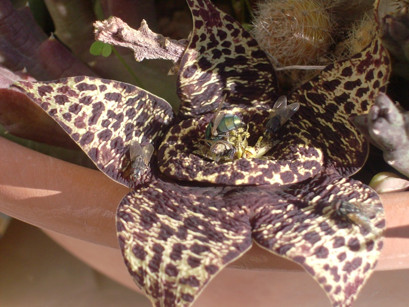 Orbea variegata 