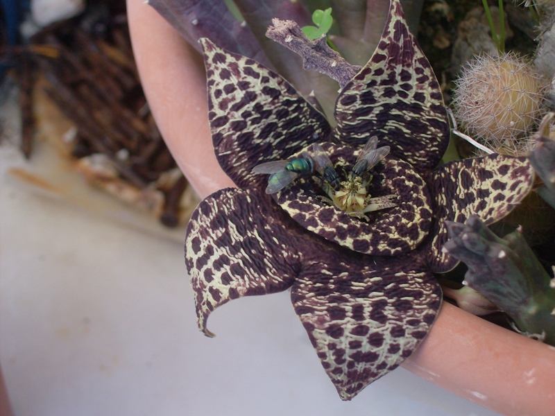 Orbea variegata 