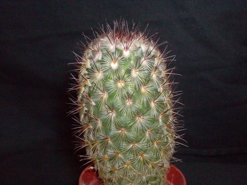 Mammillaria microhelia 