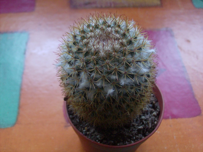 Mammillaria columbiana 