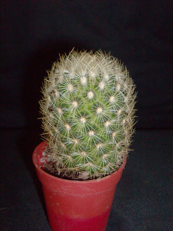 Mammillaria mieheana 