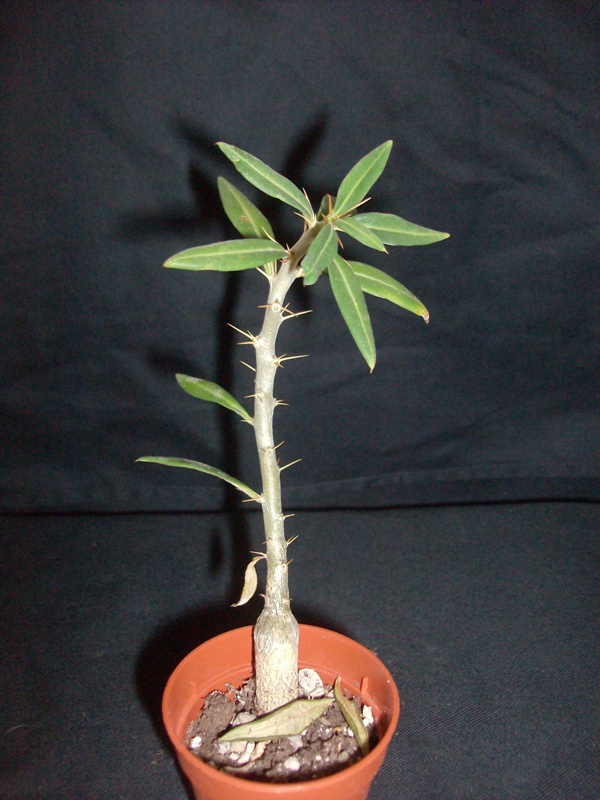 Pachypodium bispinosum 