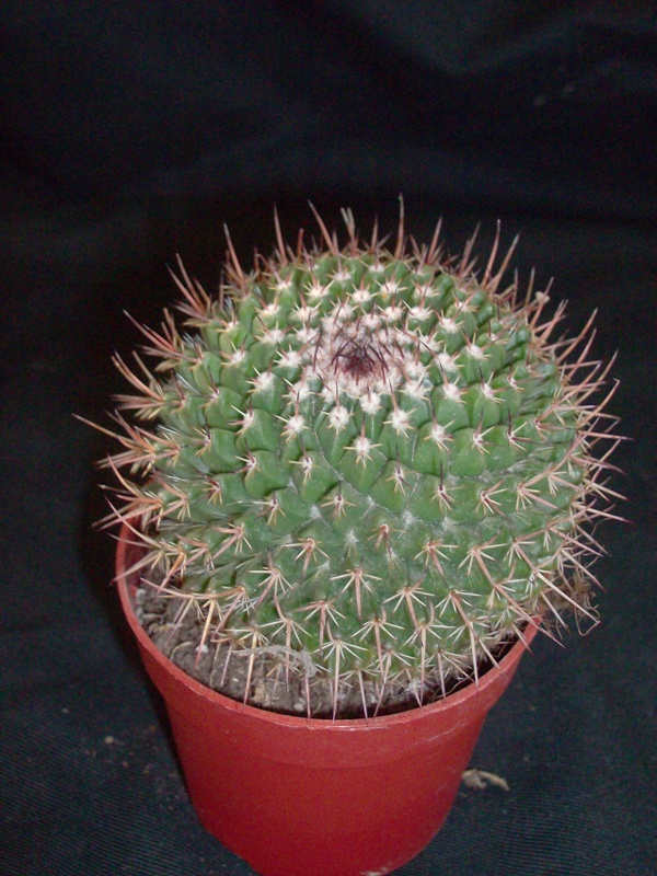 Mammillaria mystax 