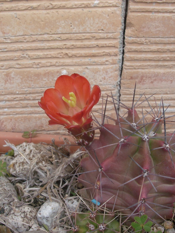 Echinocereus triglochidiatus 