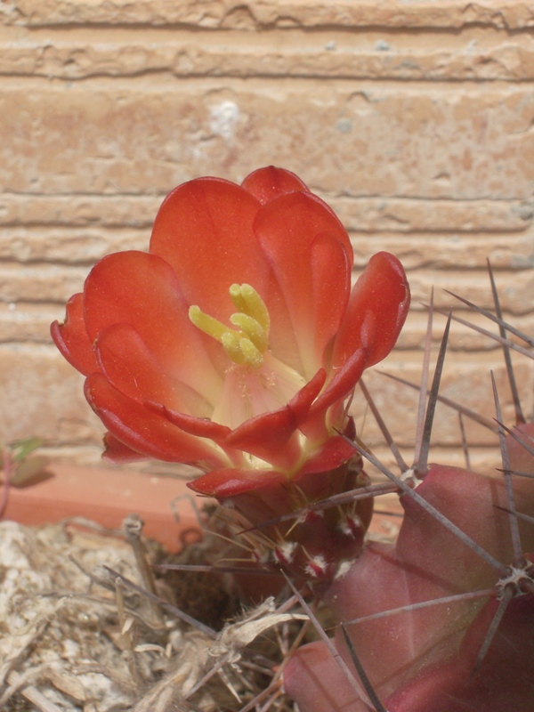 Echinocereus  triglochidiatus 