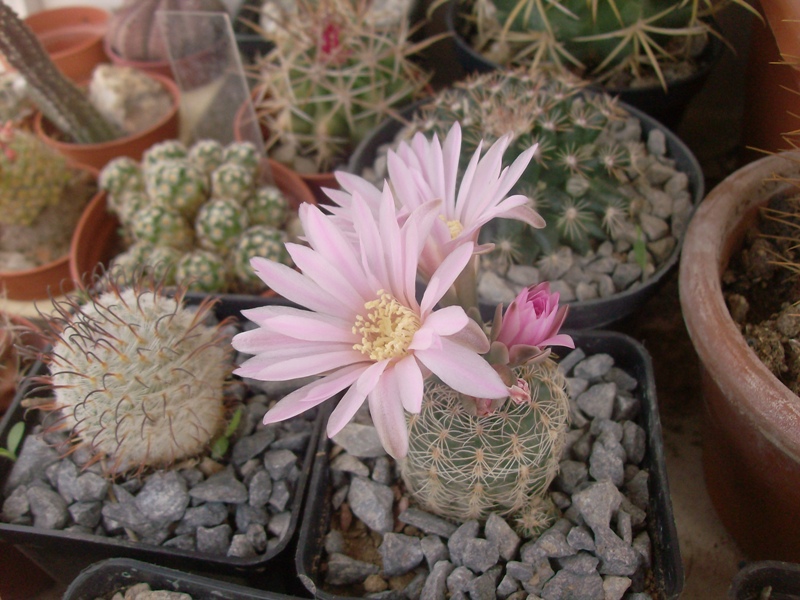 Gymnocalycium bruchii 