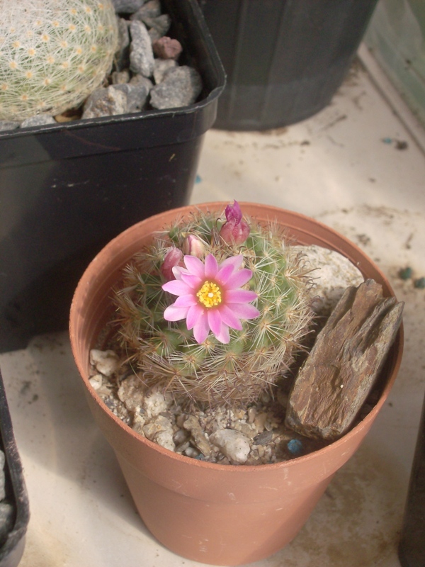 Mammillaria tepexicensis FO177