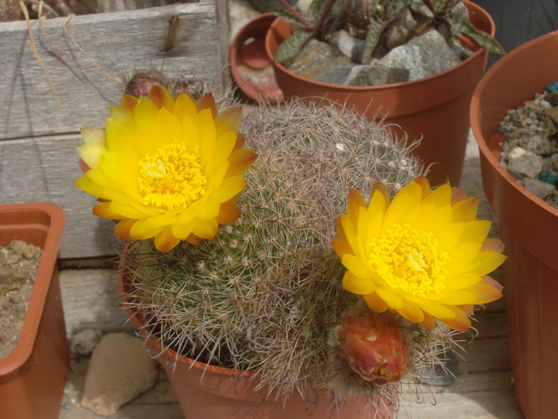 Parodia alacriportana 