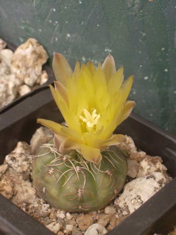 Gymnocalycium paraguayense 