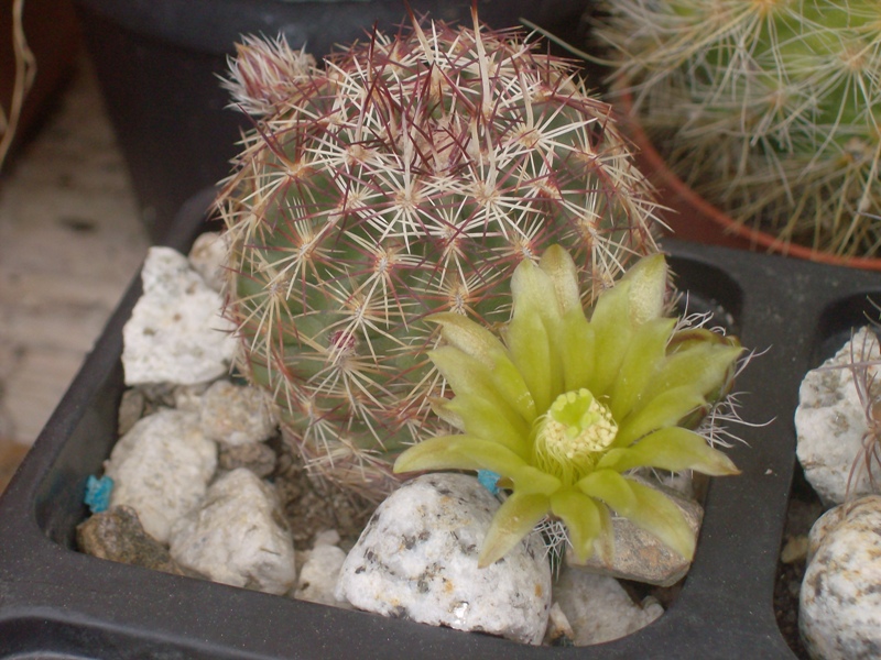 Echinocereus viridiflorus 