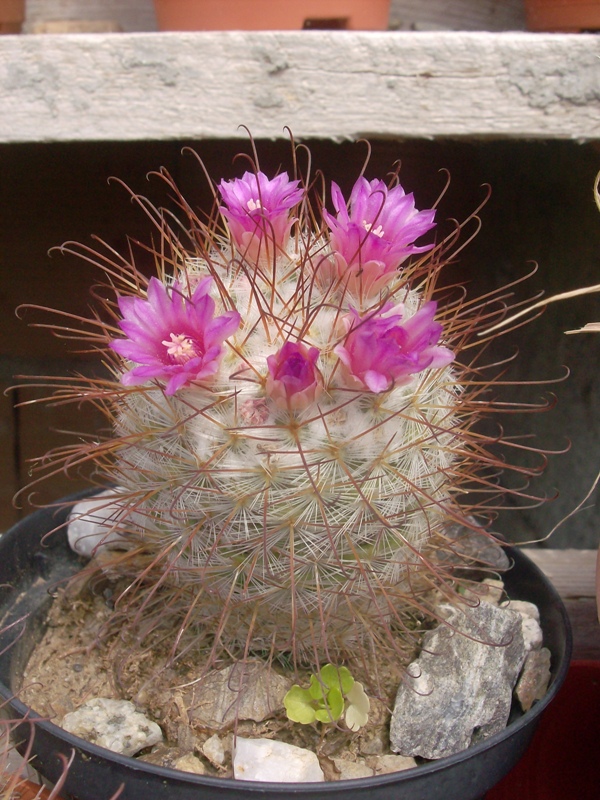 Mammillaria bombycina 