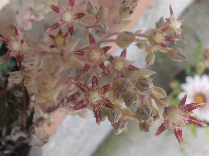 Graptopetalum macdougallii 