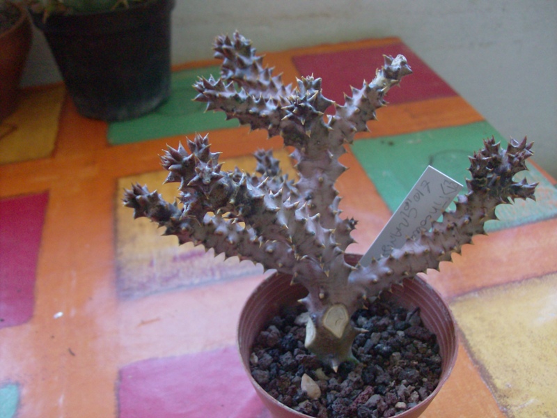 Edithcolea grandis 