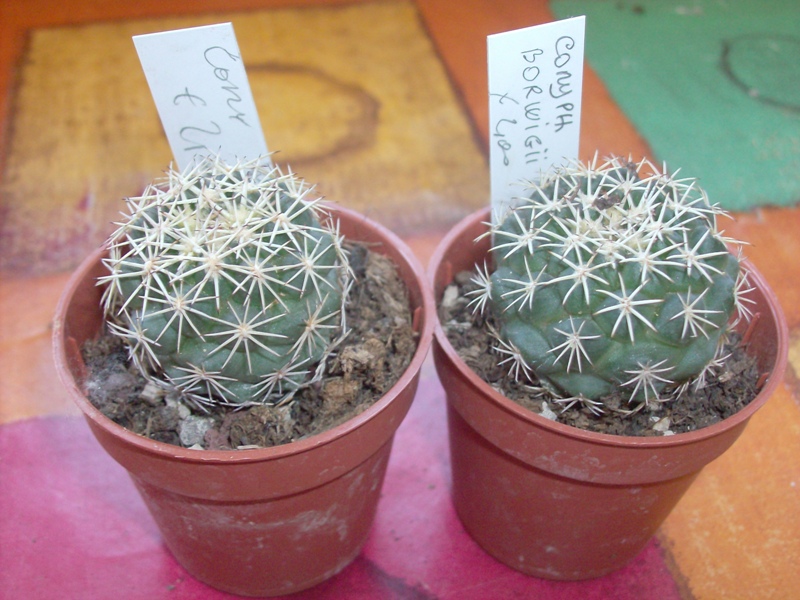 Coryphantha borwigii 