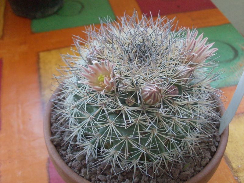 Mammillaria grusonii 