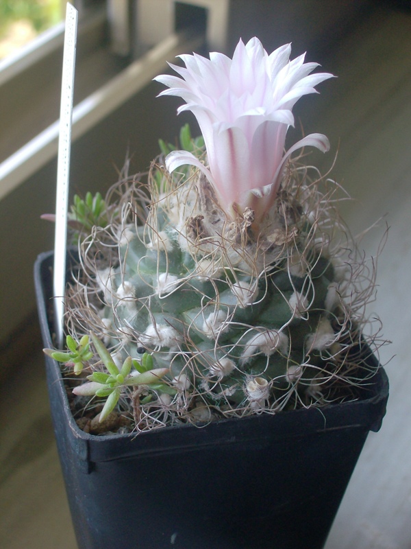 Turbinicarpus pseudomacrochele 