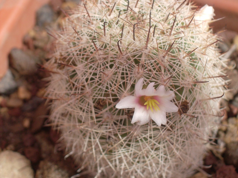 Mammillaria estebanensis K 309