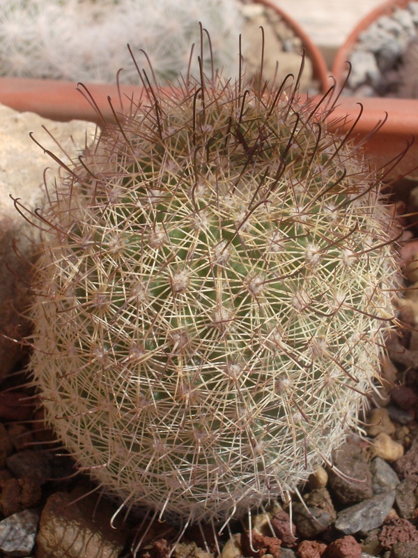 Mammillaria estebanensis K 309