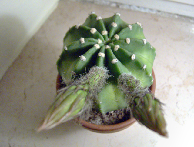 Echinopsis Subdenudata 