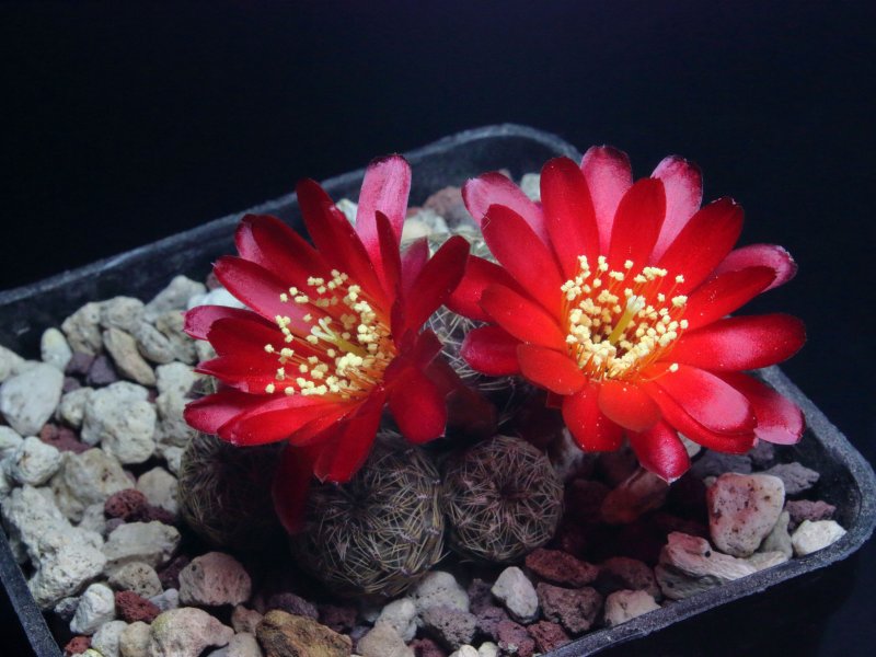 Sulcorebutia vasqueziana ssp. losenickyana HS05