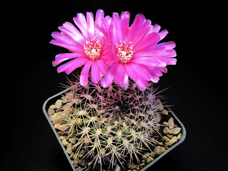 Sulcorebutia purpurea ssp. santiaginiensis HS118